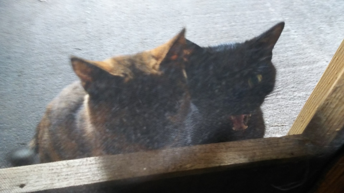 猫　ご飯待ち