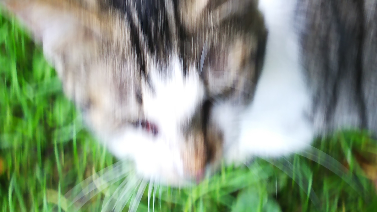 猫 近い 写真 へた