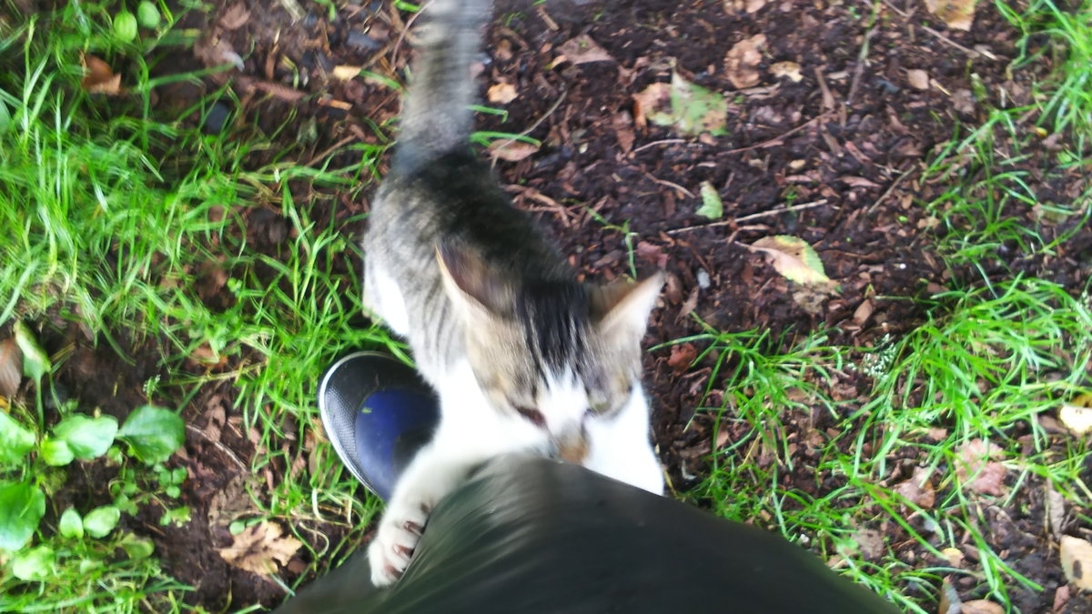 猫 懐く