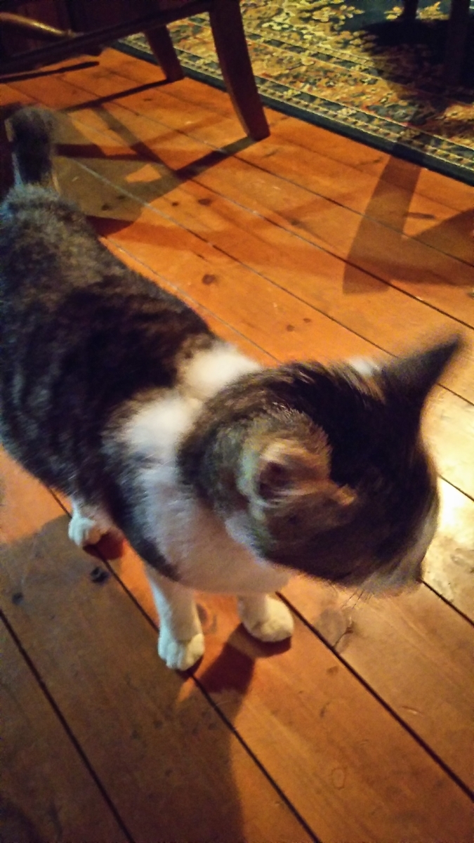 猫 写真