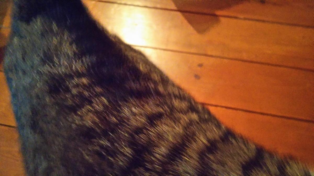 猫 写真 うまく撮れない