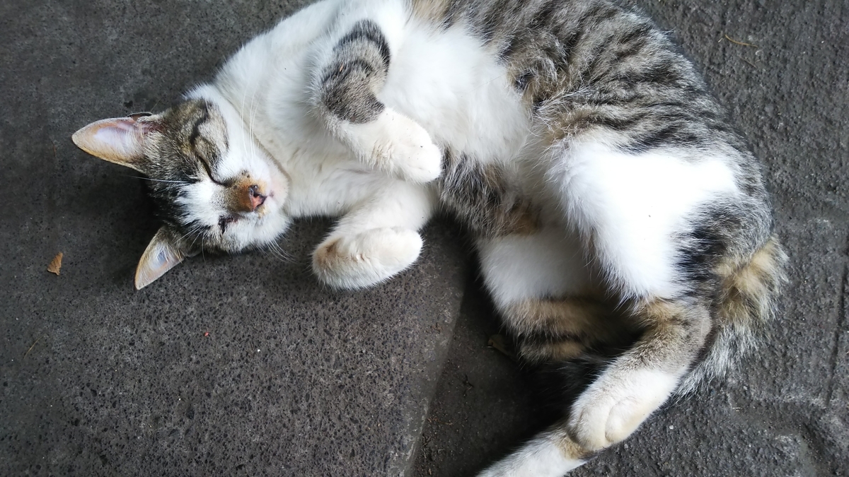 猫 おなか見せる