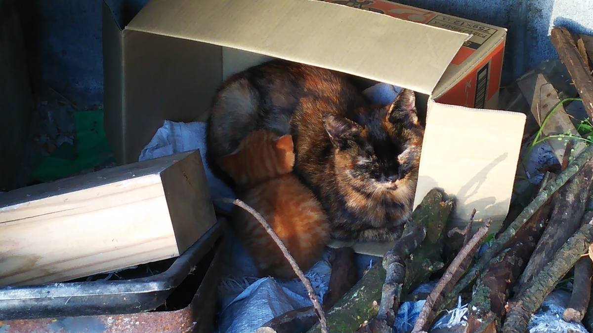 サビ猫　茶トラ