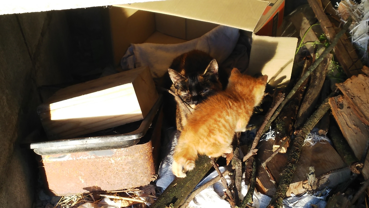 茶トラ　子猫