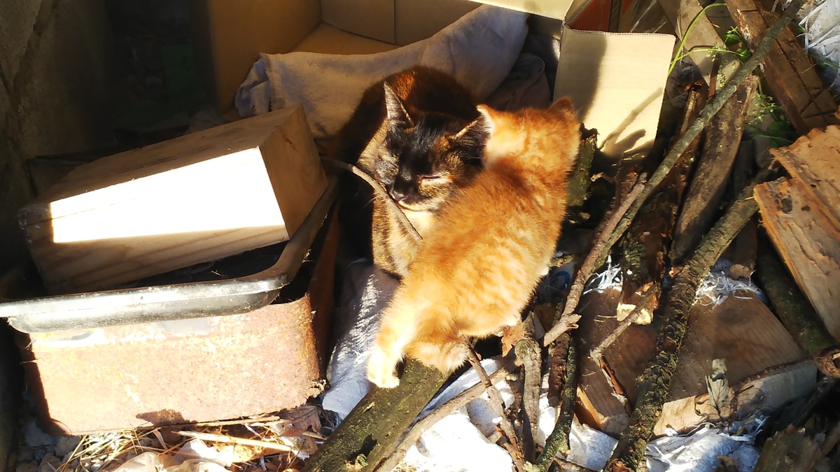 茶トラ　サビ猫