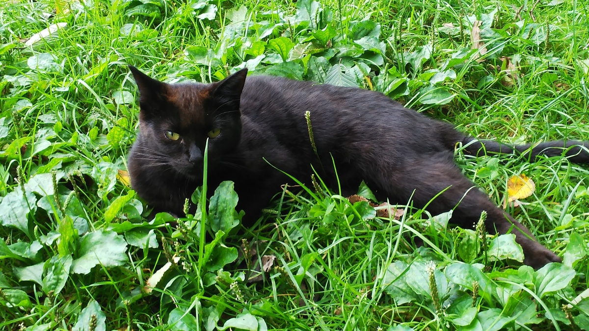 黒猫　野良　黒モフィー