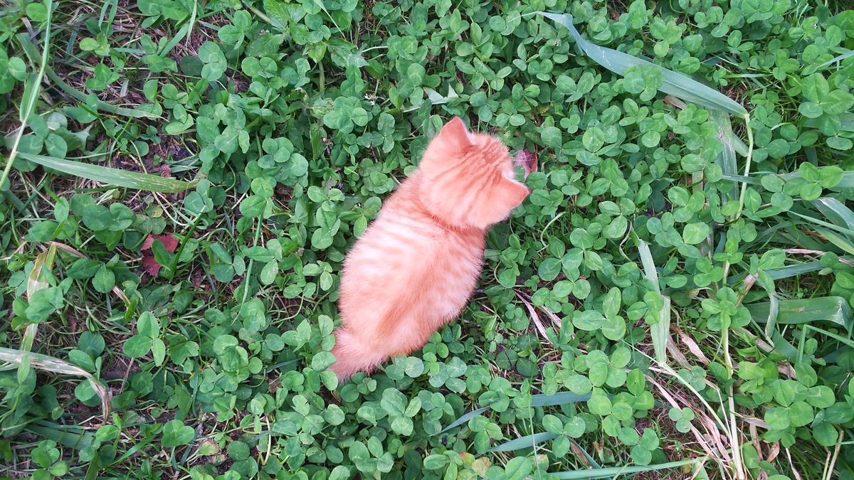 子猫　よちよち