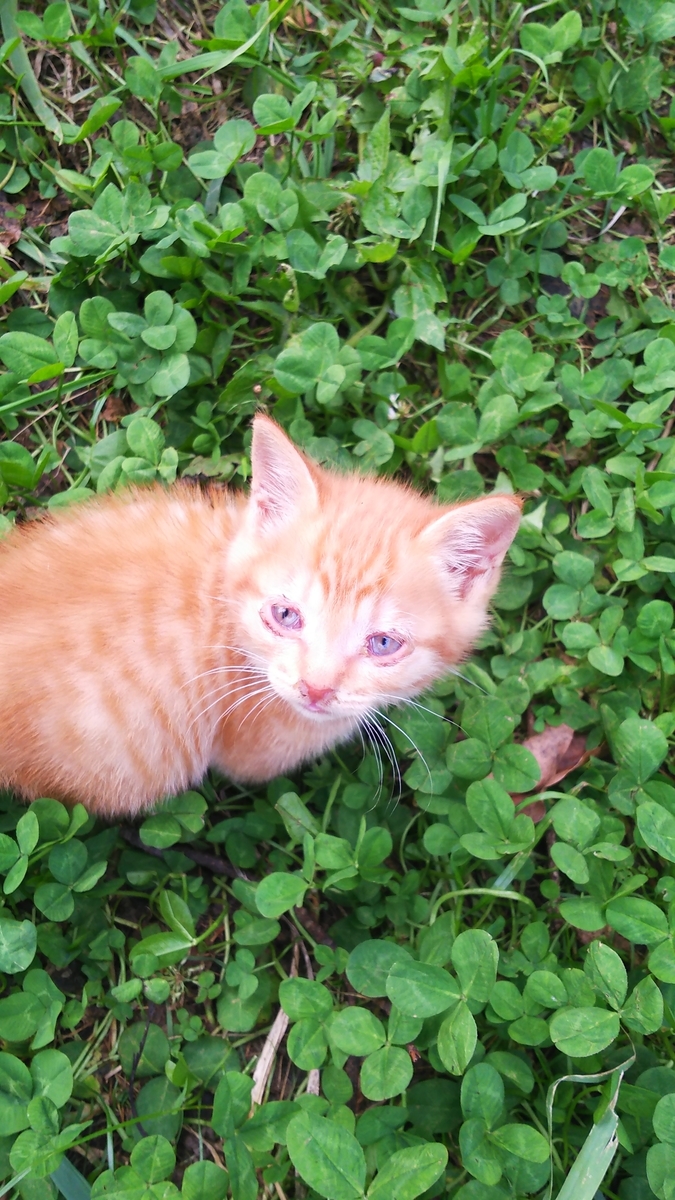 子猫　目　荒れる