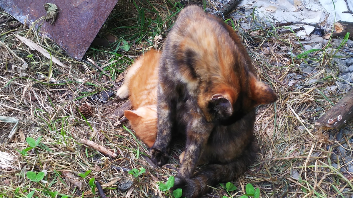サビ猫　茶トラ