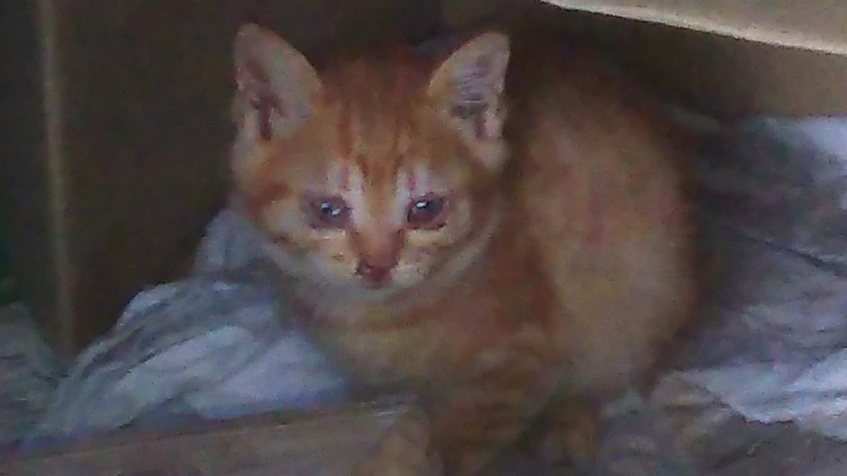 子猫　茶トラ　毛玉