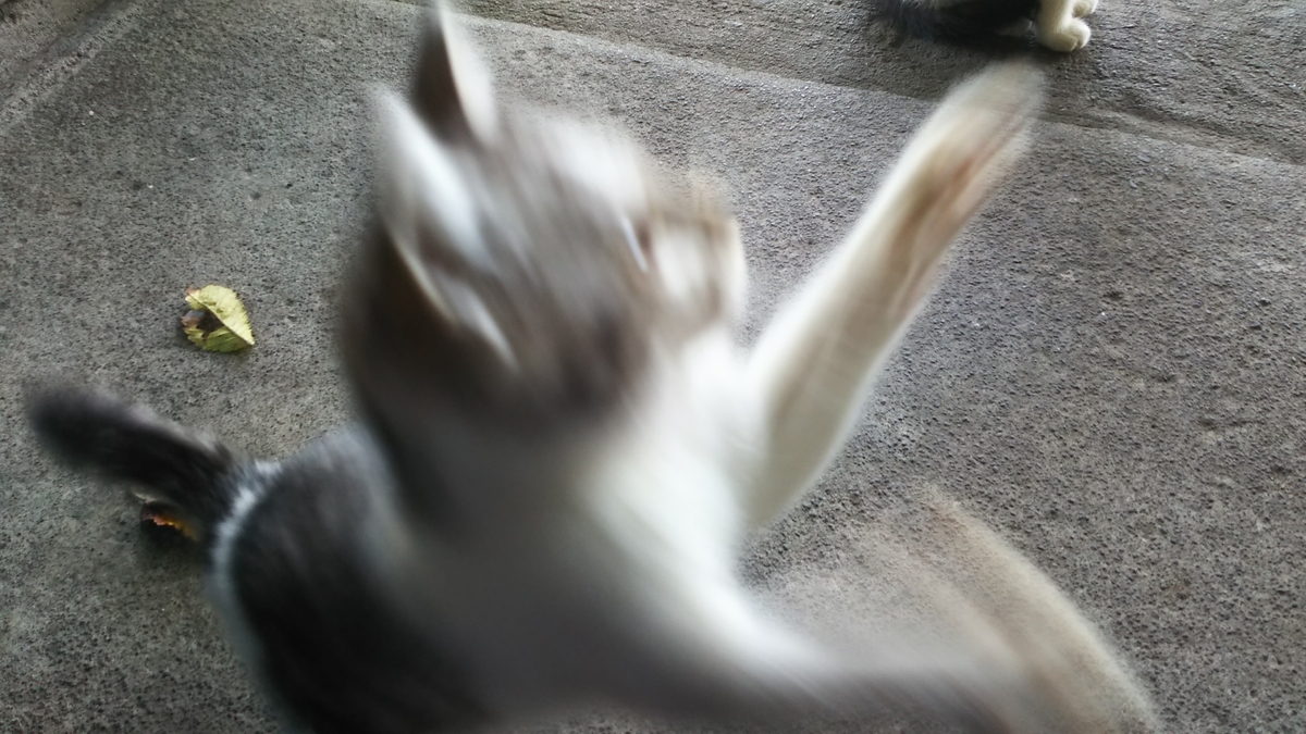 子猫　うまく撮れない
