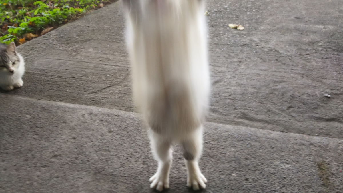 子猫　動く