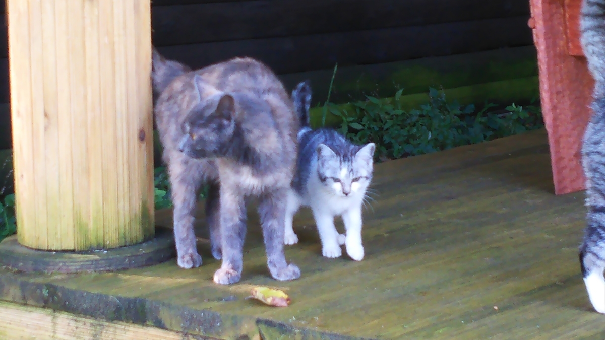 猫　灰サビ　やさしい