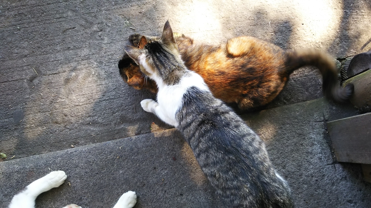 キジ白　グルーミング