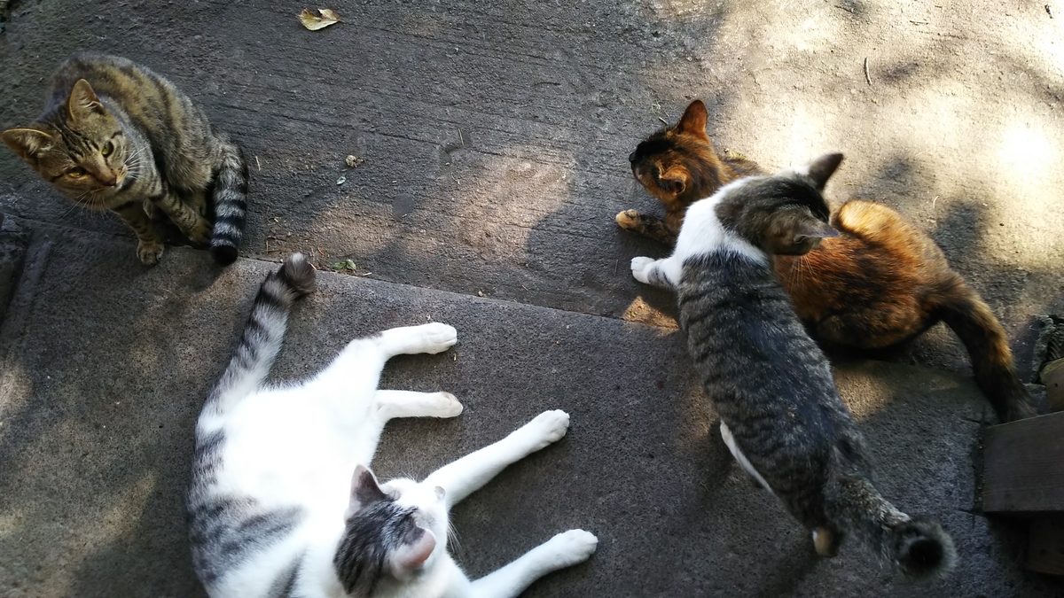 猫　仲良し　一派