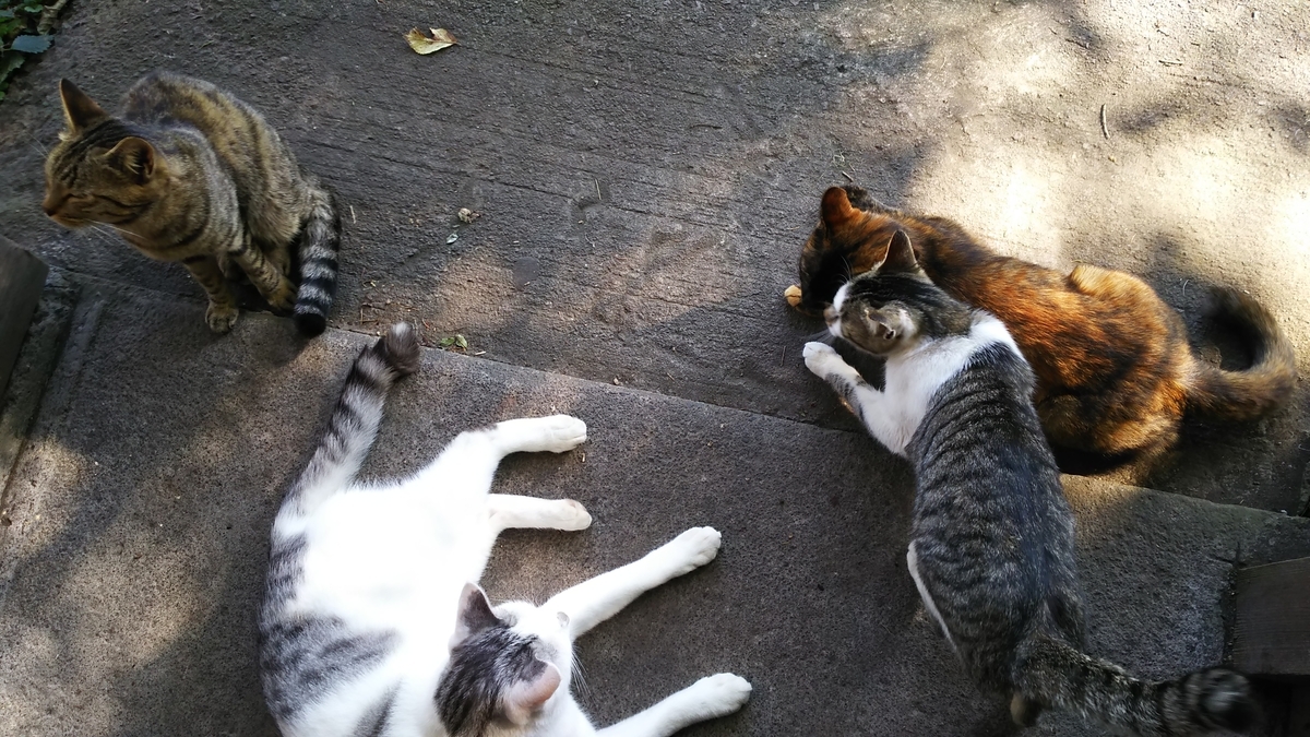 猫　甘える　一派