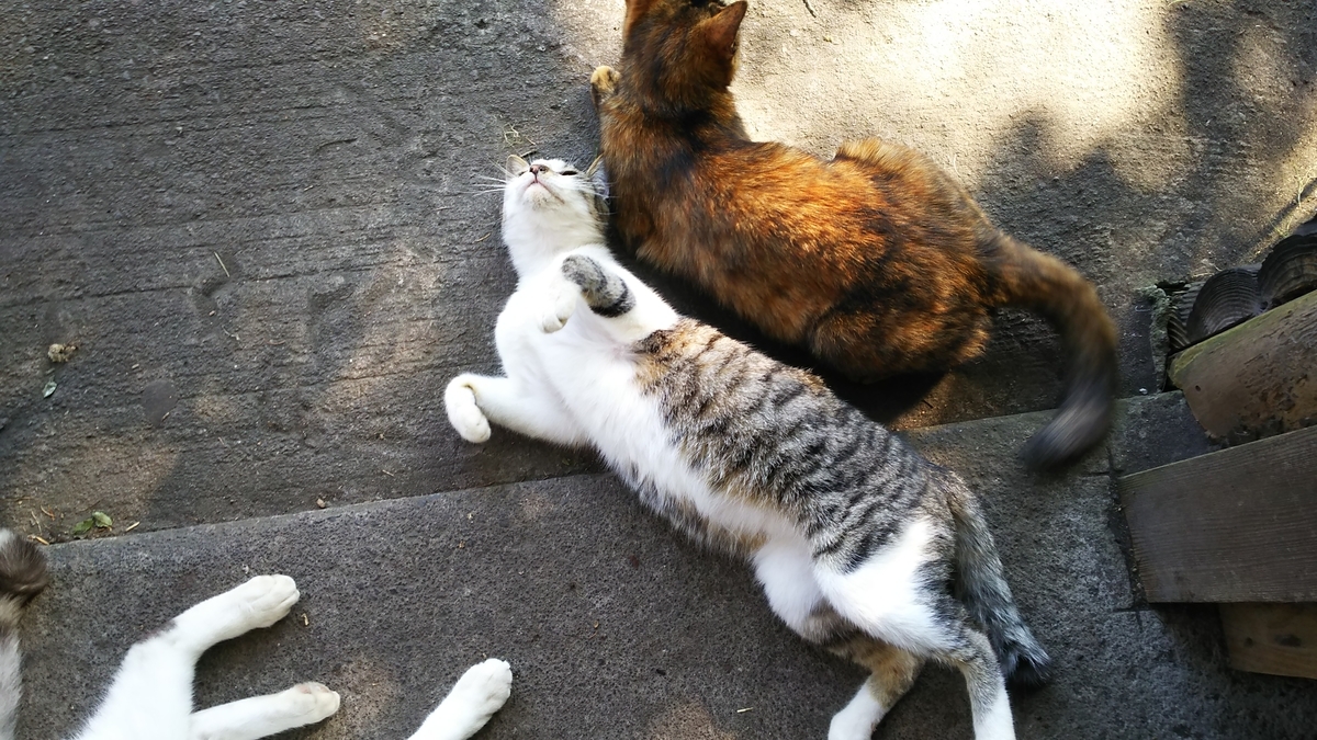 猫　かわいい　スリスリ