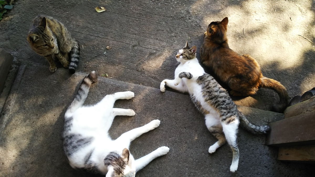 猫　一派　仲良し