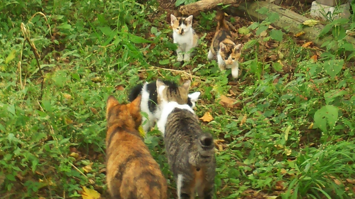 子猫たち　成猫