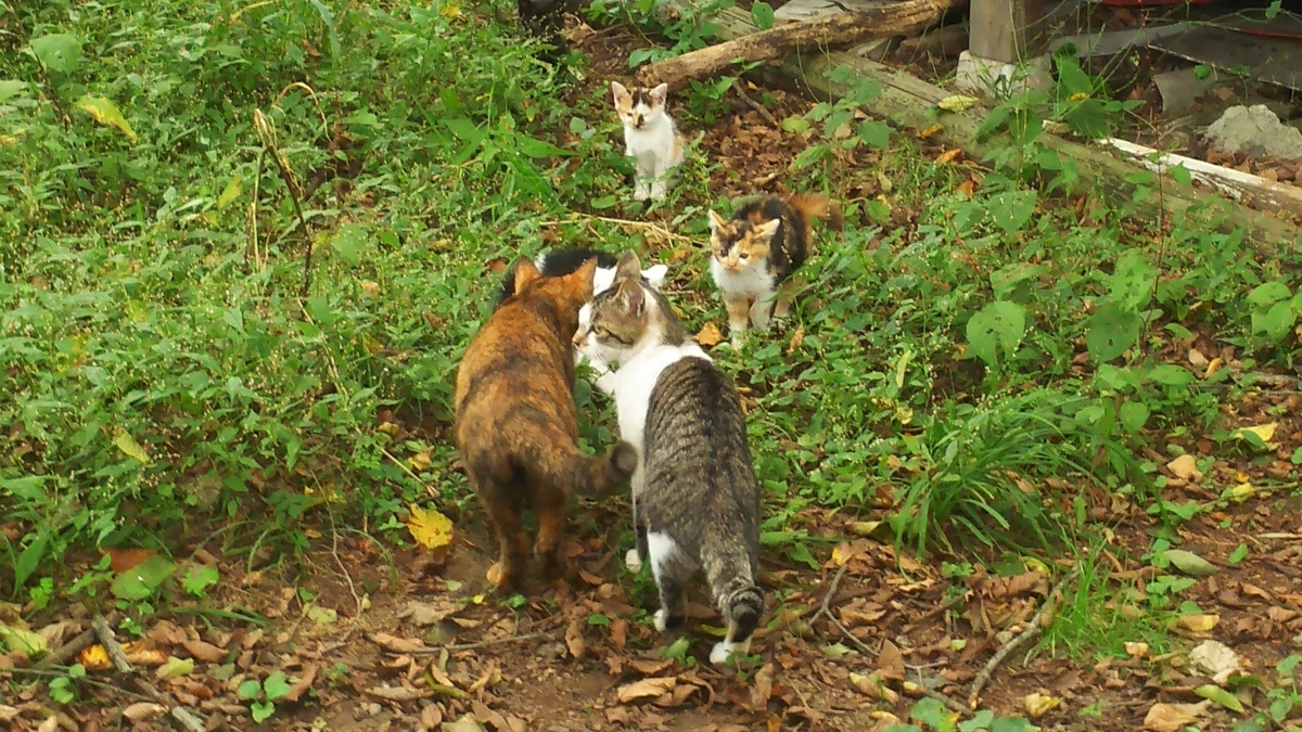 猫　挨拶　子猫