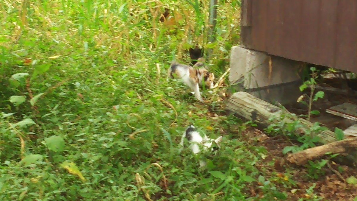 子猫　かわいい　三毛　ブチ　