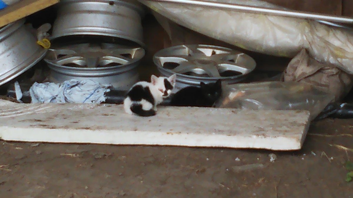 謎の毛玉　子猫