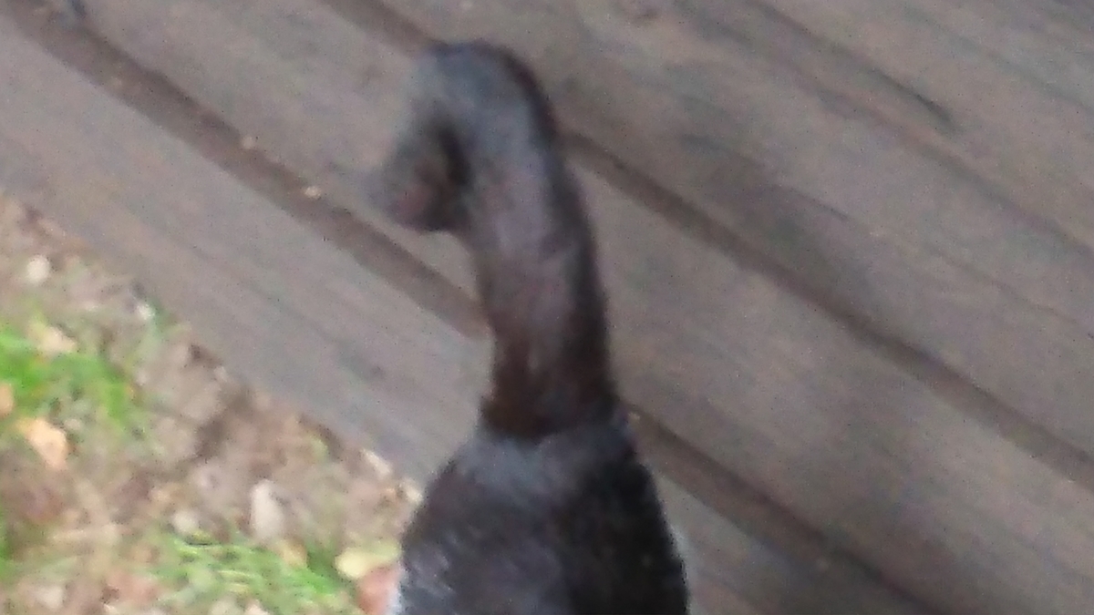 かぎしっぽ　鍵しっぽ　謎