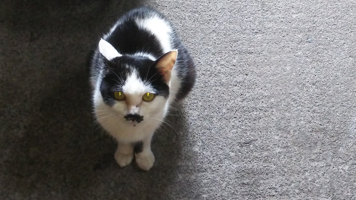白黒猫　かぎしっぽ