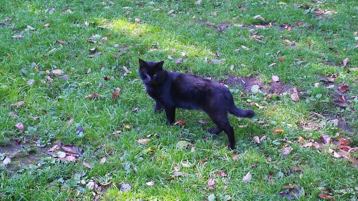 折れしっぽ　黒猫　ボス