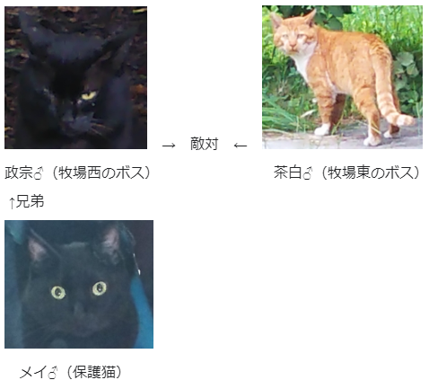 ボス猫
