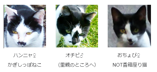 八割れ 白黒 兄妹
