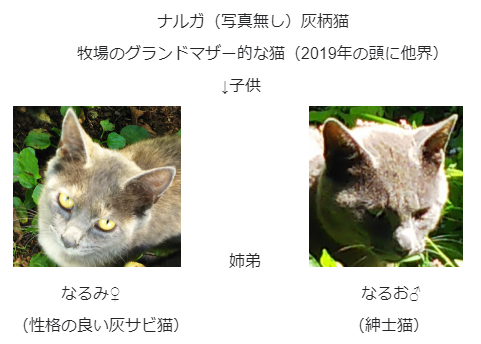 灰柄猫 灰ザビ猫