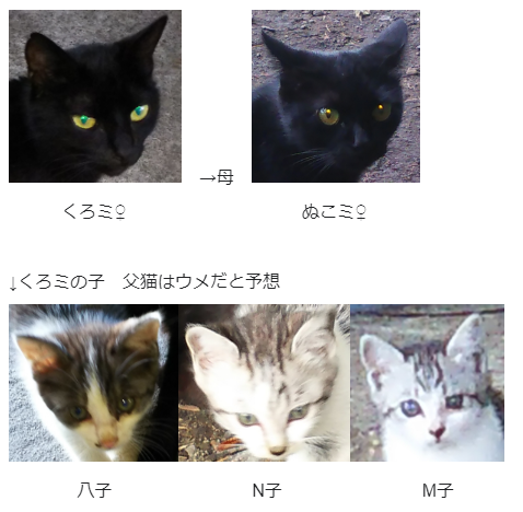 黒猫 家族