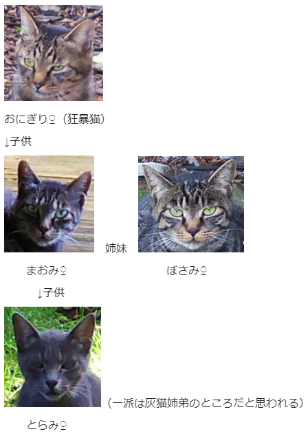 キジトラ一派