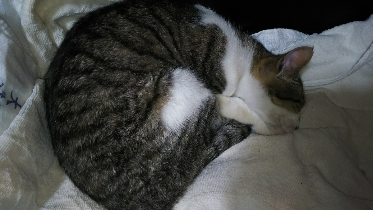 猫ニキビ 黒いぽつぽつ あごの下