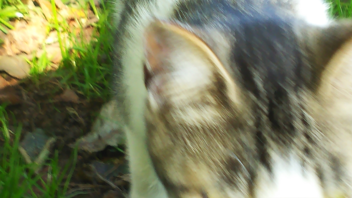 猫 近い うまく撮れない