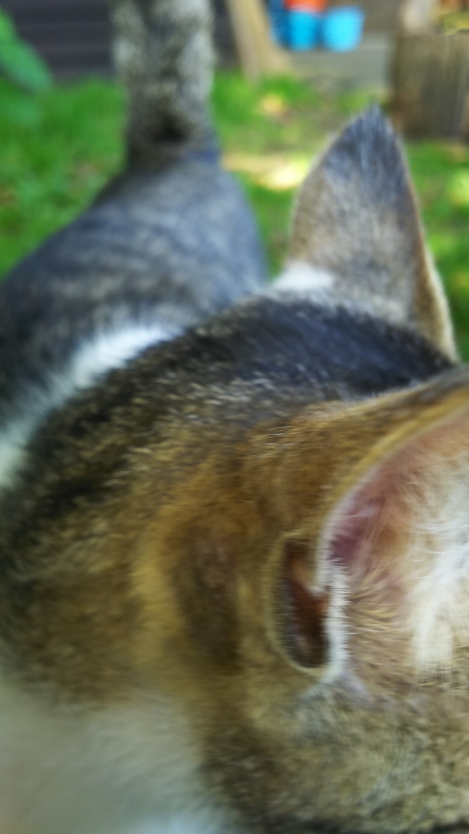 猫 頭突き 写真