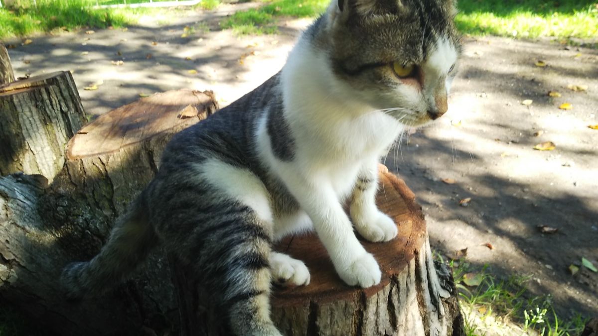 猫 キジ白 グルーミング