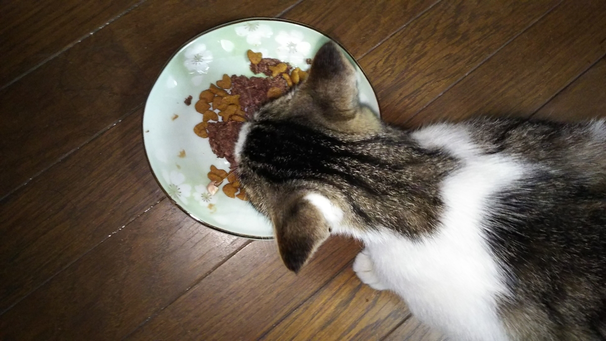 猫　薬　食べない