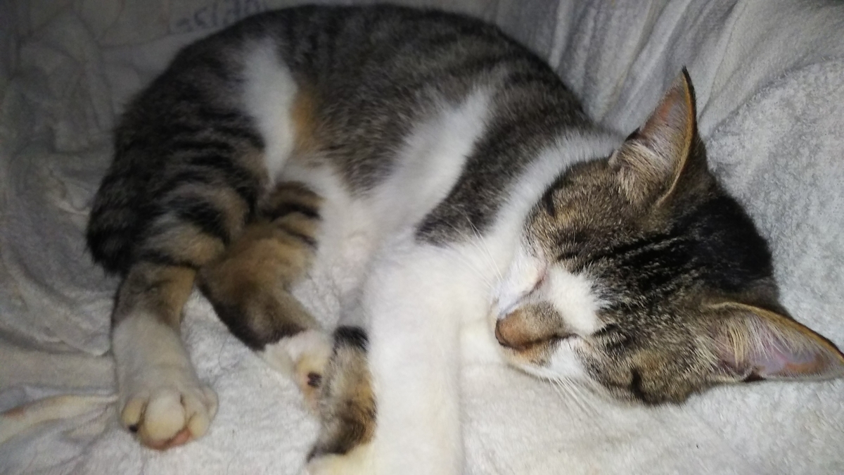 猫風邪　調子悪い　薬のあげ方