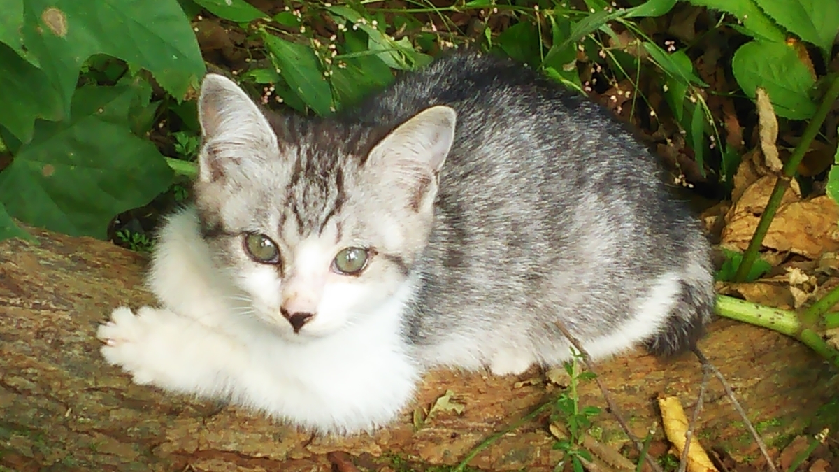 子猫 かわいい サバ白