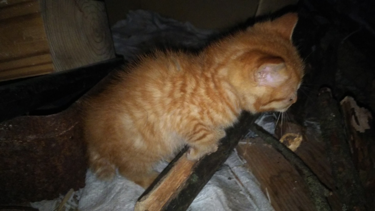 子猫 茶トラ 1か月