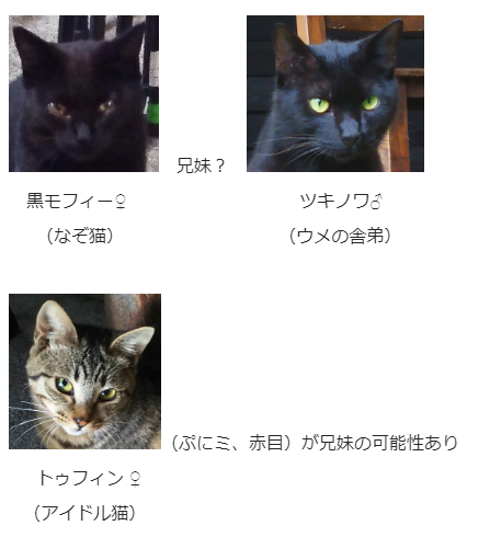 猫関係図