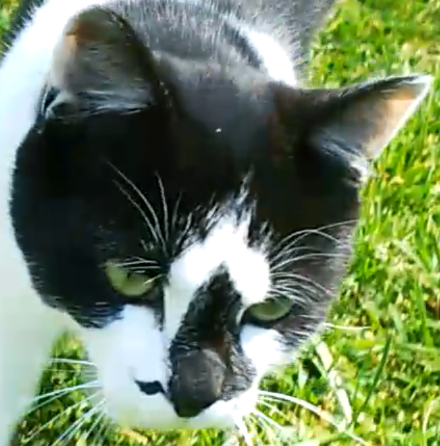 猫　オチビ　八割れ　鼻が黒い