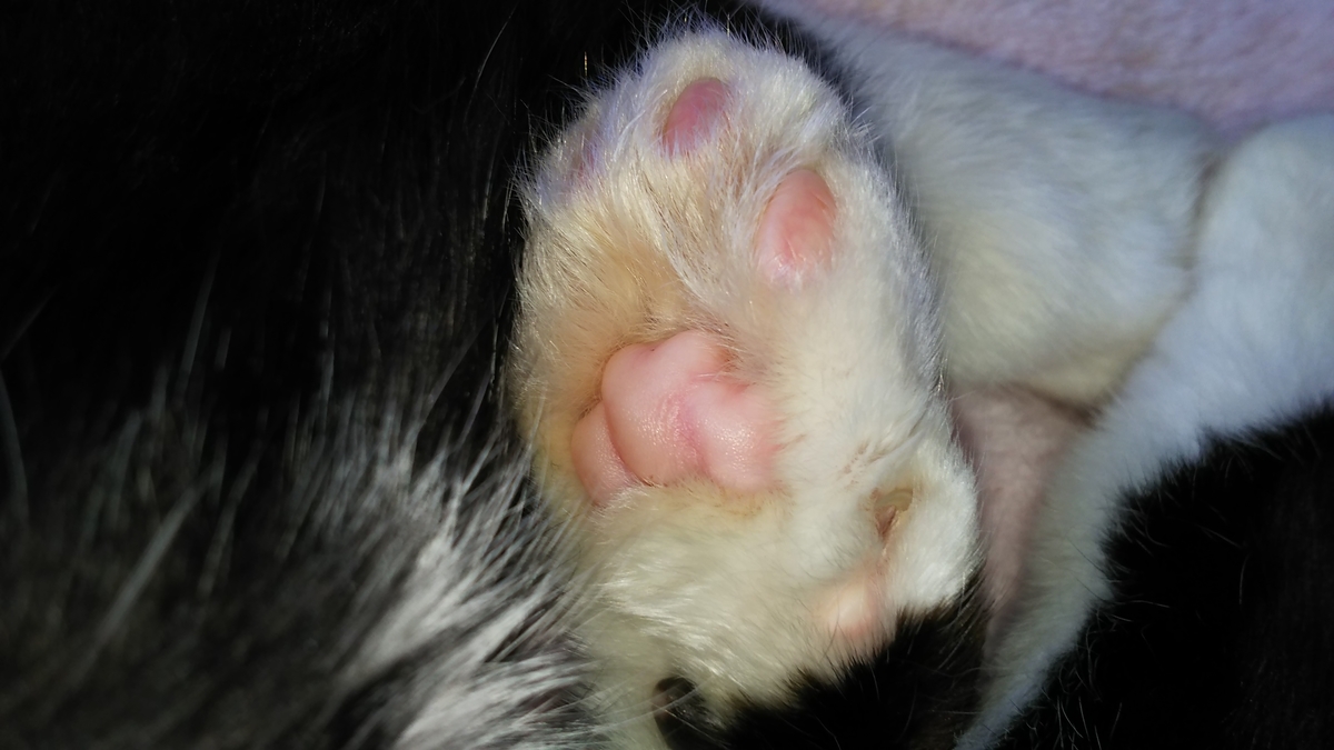 肉球　占い　Aタイプ　トリプルハート