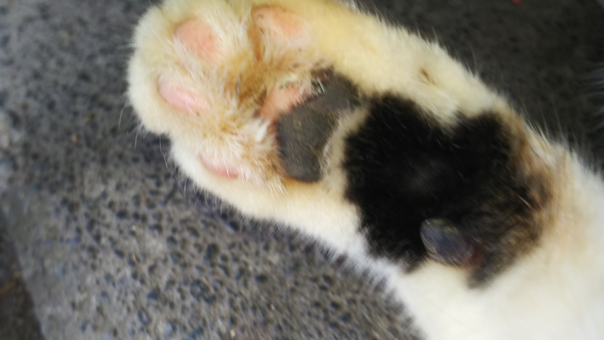 肉球占い　Dタイプ