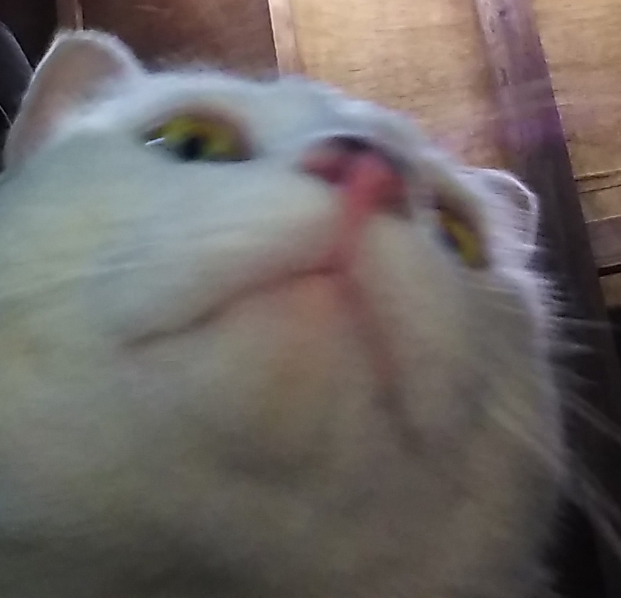 猫　自撮り　下から撮る