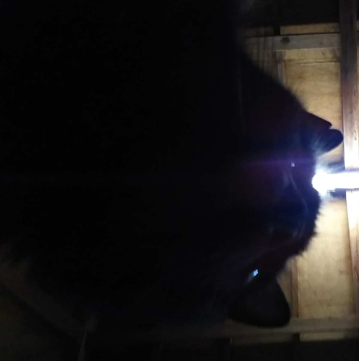 猫　自撮り　黒猫