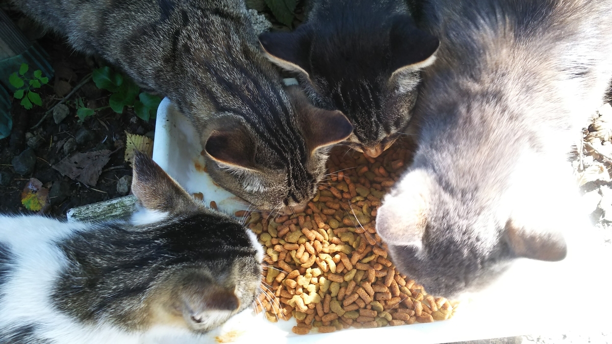猫 ご飯 たくさん