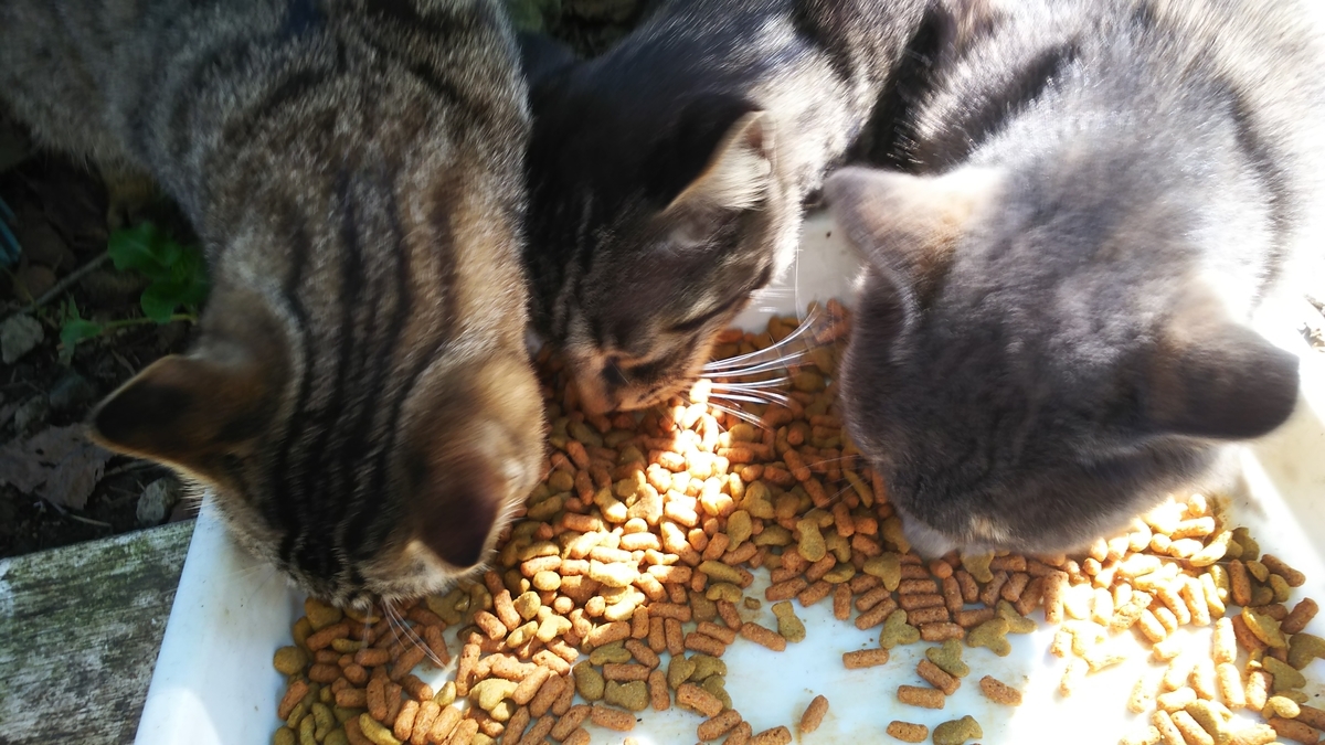 猫 ご飯タイム 撫でれる